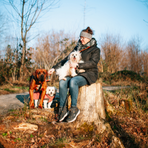 Frau mit drei Hunden beim Gassi-Service in Detmold von Pawfect Walk auf einem Baumstumpf sitzend.